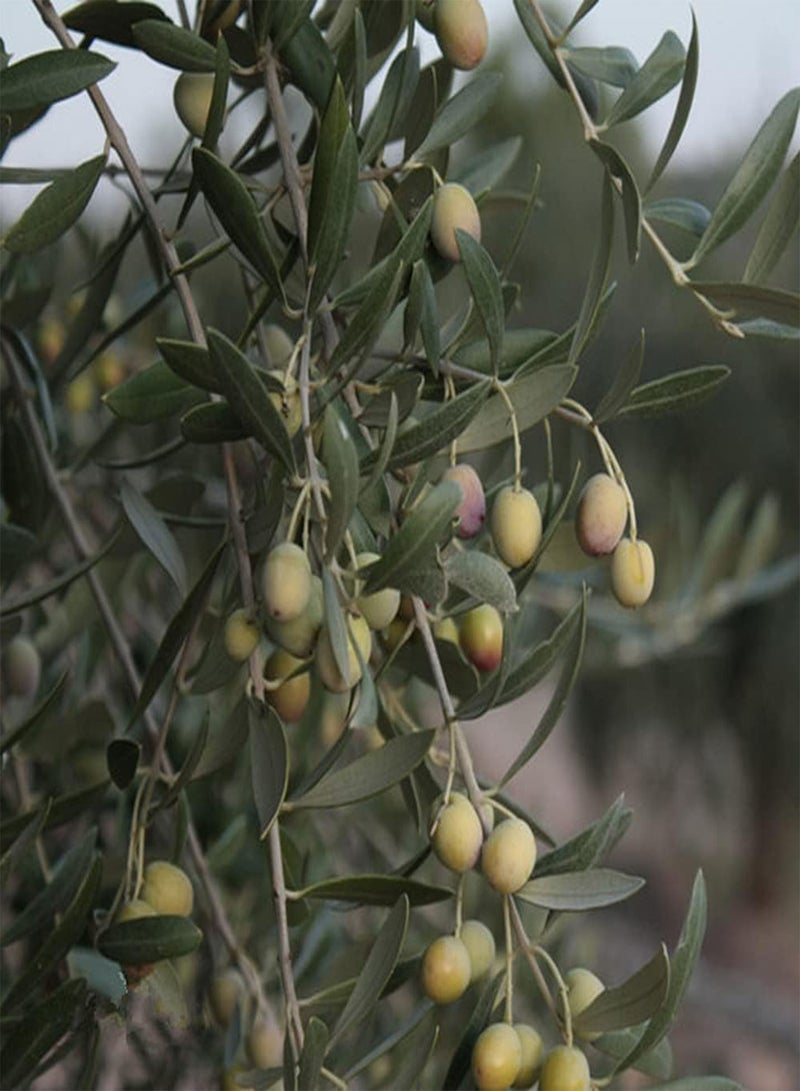 GGOOT 5Pcs Olive Seeds Straight Trunk Broad Canopy Heirloom Evergreen Tree Planted in The Home Garden Indispensable Landscape Gardening - Image 1