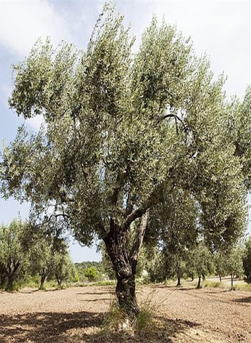 GGOOT 5Pcs Olive Seeds Straight Trunk Broad Canopy Heirloom Evergreen Tree Planted in The Home Garden Indispensable Landscape Gardening - Image 2