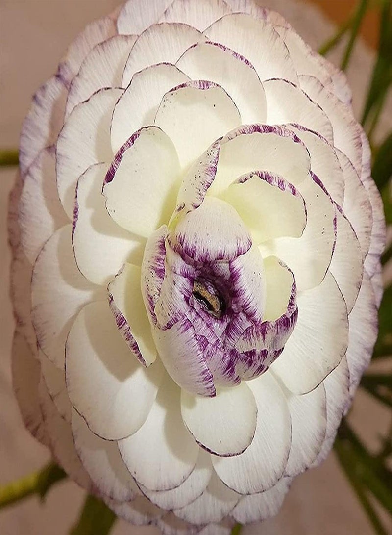 GGOOT 10 gemischtfarbige Ranunkeln pflegeleicht fügt Farbe in den Garten Butterblume Terrasse schnelles Wachstum bringt Erfüllung einfache Pflanze - Image 2