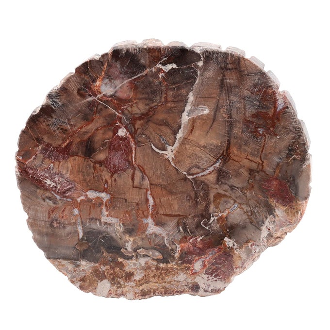 NATURAL PETRIFIED WOOD SLICE STONE SPECIMEN FOR COLLECTION IRREGULAR MINERAL CRYSTAL DECORATION FOR HOME OFFICE MEDIUM