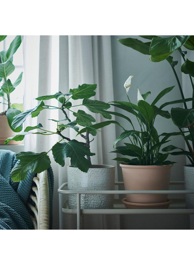 erorex Plant Pot With Saucer, In/Outdoor Terracotta, 15 Cm - Image 5