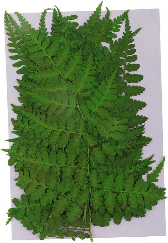 klarako 12 Pack Real Pressed Dried Flowers Ferns Plants Leaves DIY Materials for Card Making Resin jewelry Mold Filler Scrapbooking Arts Crafts - Image 1