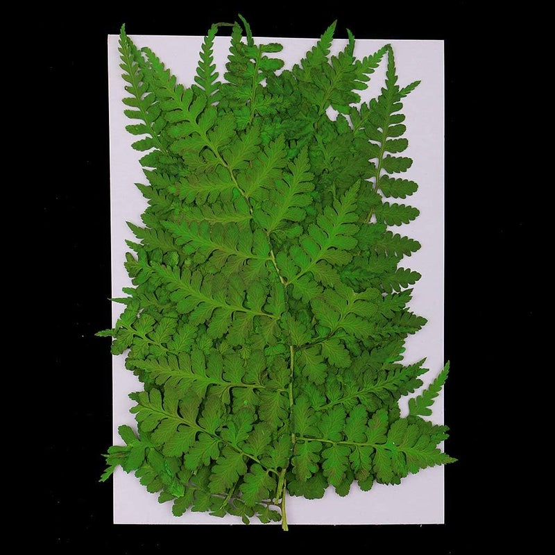 klarako 12 Pack Real Pressed Dried Flowers Ferns Plants Leaves DIY Materials for Card Making Resin jewelry Mold Filler Scrapbooking Arts Crafts - Image 3