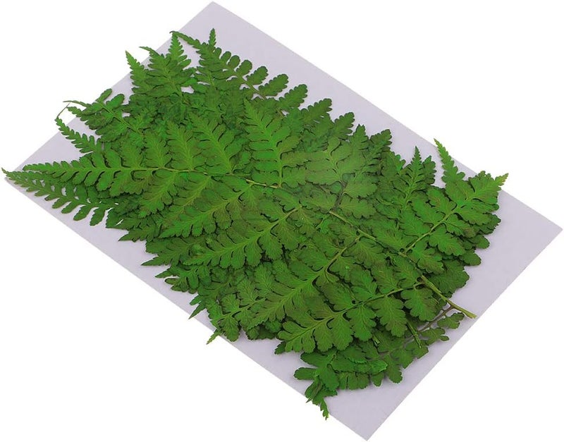 klarako 12 Pack Real Pressed Dried Flowers Ferns Plants Leaves DIY Materials for Card Making Resin jewelry Mold Filler Scrapbooking Arts Crafts - Image 2