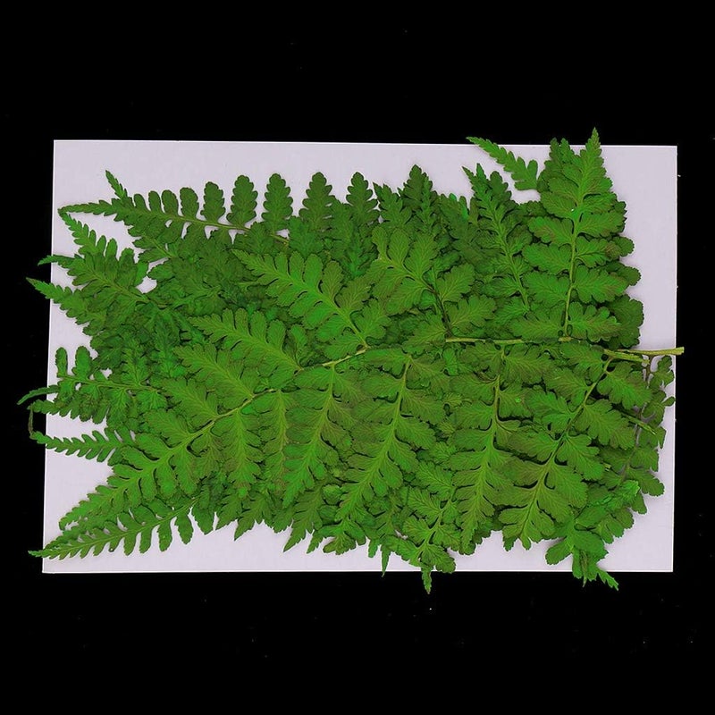 klarako 12 Pack Real Pressed Dried Flowers Ferns Plants Leaves DIY Materials for Card Making Resin jewelry Mold Filler Scrapbooking Arts Crafts - Image 5
