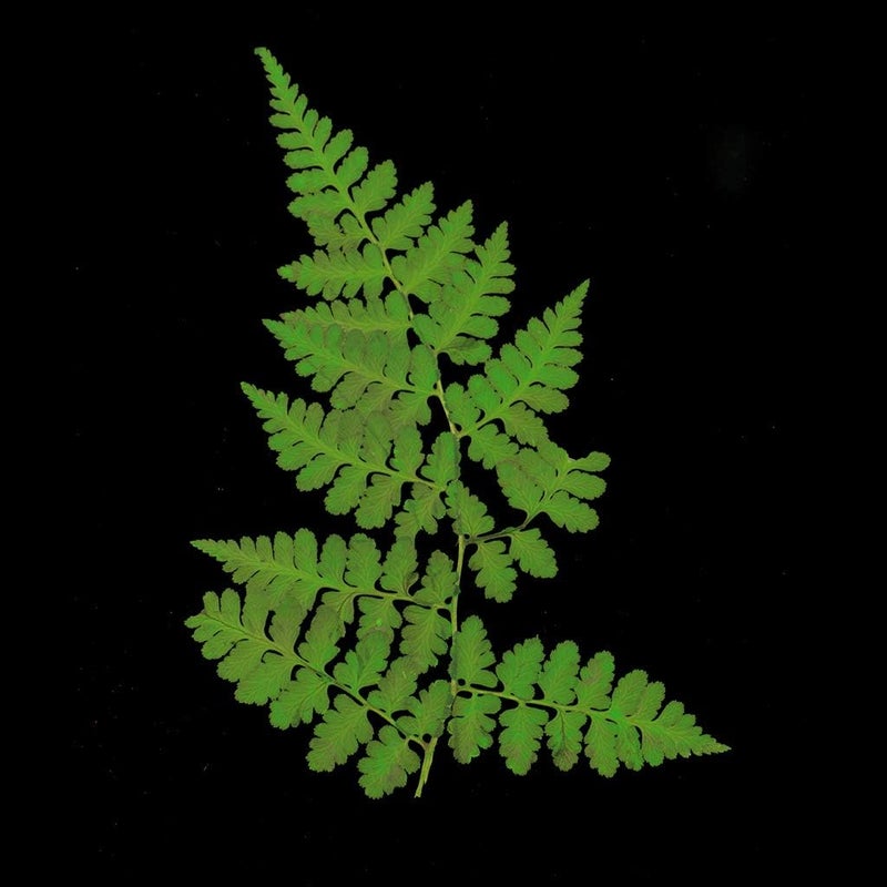klarako 12 Pack Real Pressed Dried Flowers Ferns Plants Leaves DIY Materials for Card Making Resin jewelry Mold Filler Scrapbooking Arts Crafts - Image 4