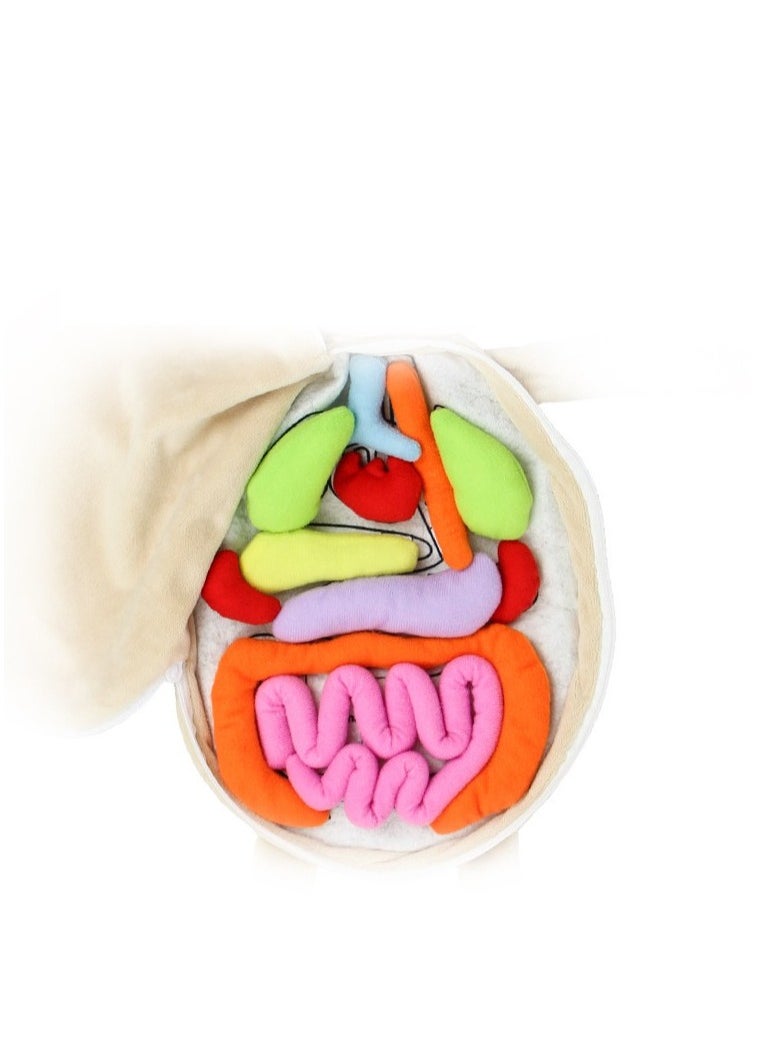 DUNISO - Early Learning Organ Toys, Body Organ Stuffed Toy for Students, School Science Teaching Tools for Teacher, 2 in 1 Kids Educational Toys and Accompany Toys - Image 1