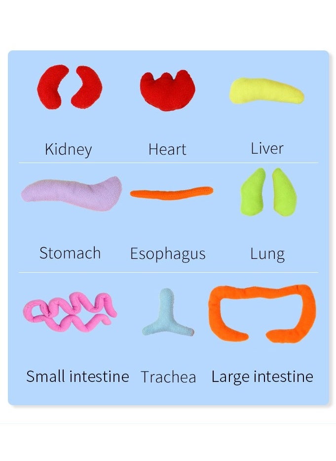 DUNISO - Early Learning Organ Toys, Body Organ Stuffed Toy for Students, School Science Teaching Tools for Teacher, 2 in 1 Kids Educational Toys and Accompany Toys - Image 1