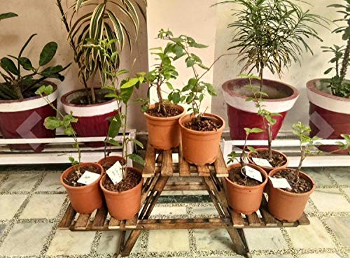 VDIX Wood Ladder Shelf,Foldable Plant Flower Stand,3 Tier Indoor Outdoor Plant Display Shelf,Balcony Flower Shelf Pot Rack,Free Standing Vintage Wood Stand with Shelves,Brown - Image 2