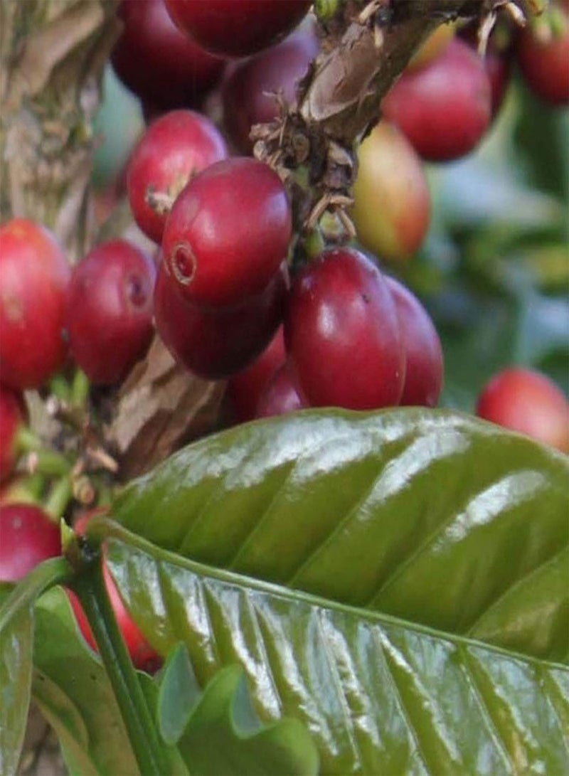 GGOOT Seed for Planting,20Pcs/Bag Coffee Beans Seeds Natural Perennial Mini Edible Bonsai Seeds for Greenhouse Coffee Beans Seeds for Yard-Coffee Beans Seeds - Image 3