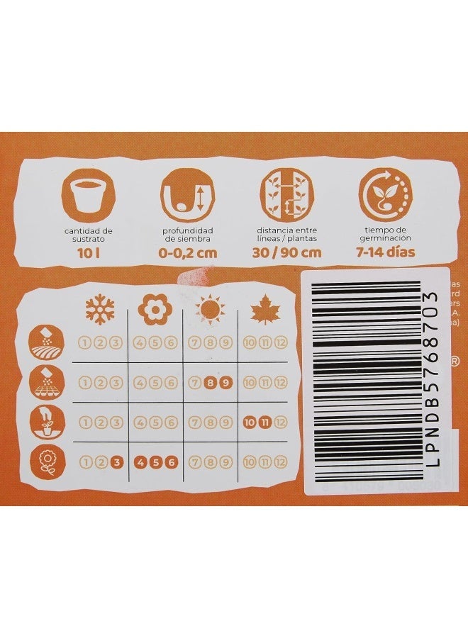 Euromart Euro Garden Cineraria Hybride - Image 3