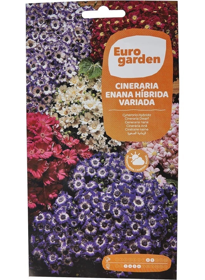 Euromart Euro Garden Cineraria Hybride - Image 1