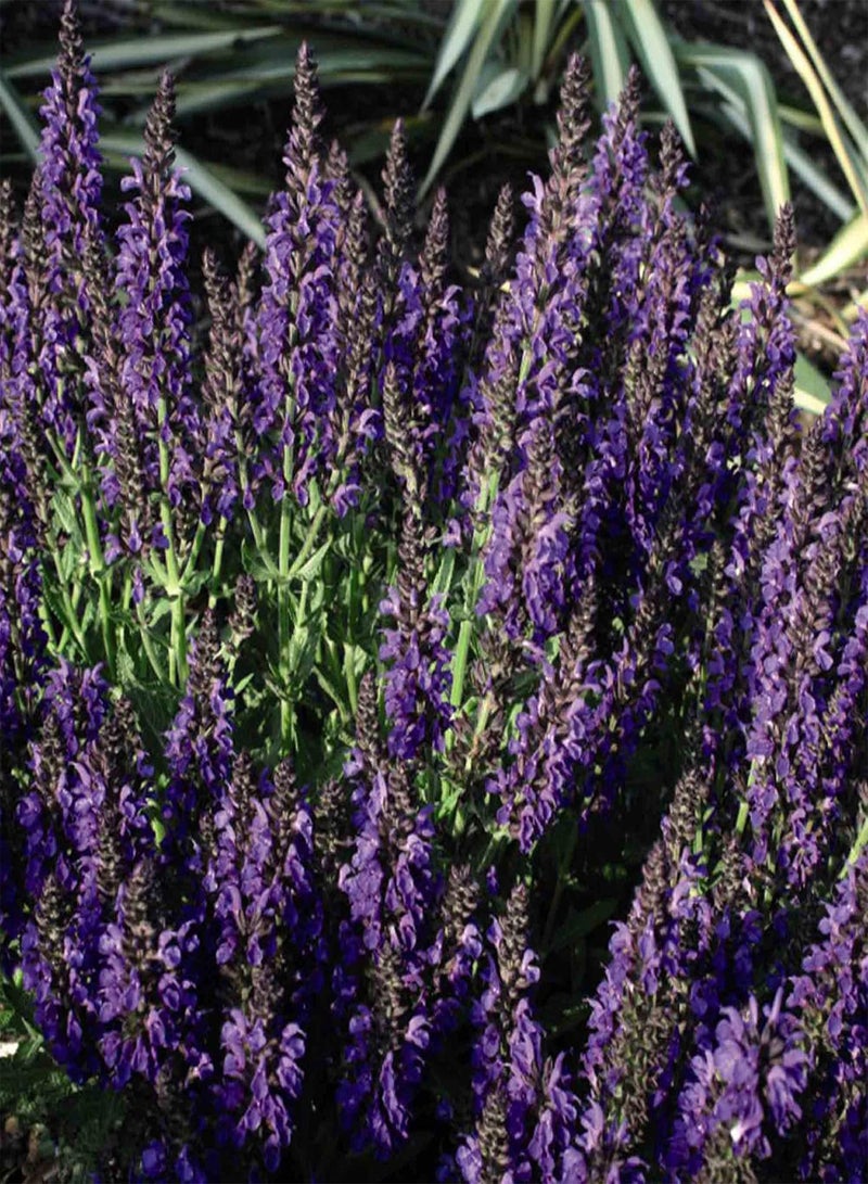 GGOOT Salvia Nemorosa Marcus Hardy Perennial Pollinating Low Maintenance deciduous 1 Litre Potted Plant by Thompson and Morgan