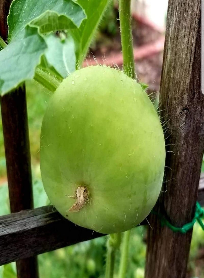 GGOOT Apple Gourd - Praecitrullus fistulosus Vegetable Seeds, Also Known As Tinda, Indian Baby Pumpkin, Home Garden Planting by Heavy Torch, 5 Seeds  - Image 3
