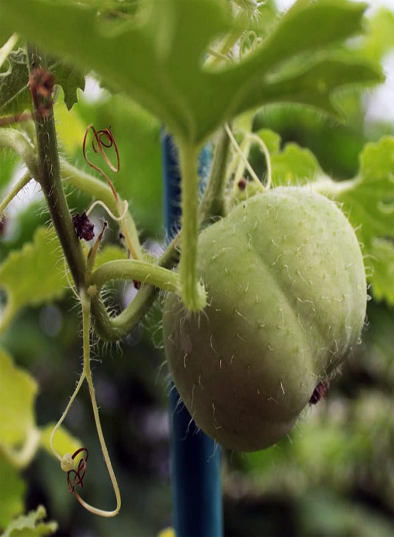 GGOOT Apple Gourd - Praecitrullus fistulosus Vegetable Seeds, Also Known As Tinda, Indian Baby Pumpkin, Home Garden Planting by Heavy Torch, 5 Seeds  - Image 5