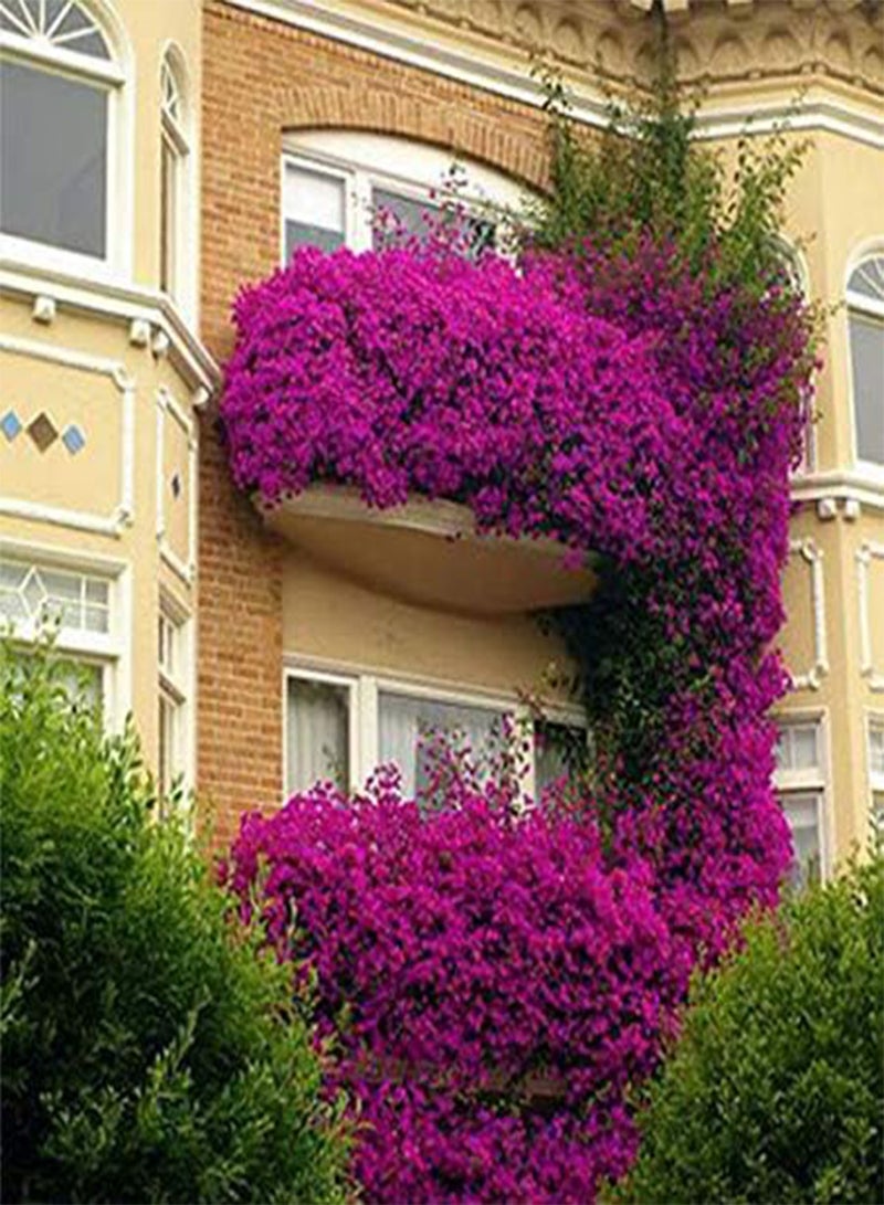 جي جوت بذور طازجة 100 قطعة بذور زهرة لزراعة اللون البنفسجي الداكن