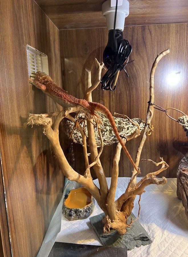 AWXZOM Natural Large Spider Wood Driftwood for Aquarium, Terrarium, Vivarium, and Reptile, Aquarium Décor, Reptile Tank, Aquarium décor Wood Aquascaping Wood for Reptile Enclosure (9-14inch) - Image 4