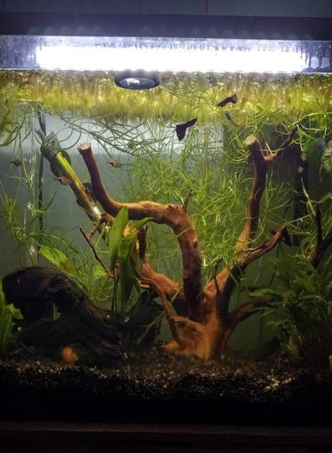 AWXZOM Natural Large Spider Wood Driftwood for Aquarium, Terrarium, Vivarium, and Reptile, Aquarium Décor, Reptile Tank, Aquarium décor Wood Aquascaping Wood for Reptile Enclosure (9-14inch) - Image 5