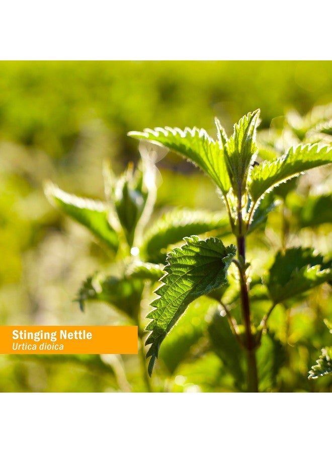 Herb Pharm Stinging Nettle Blend Liquid Extract - 4 Ounce - Image 2