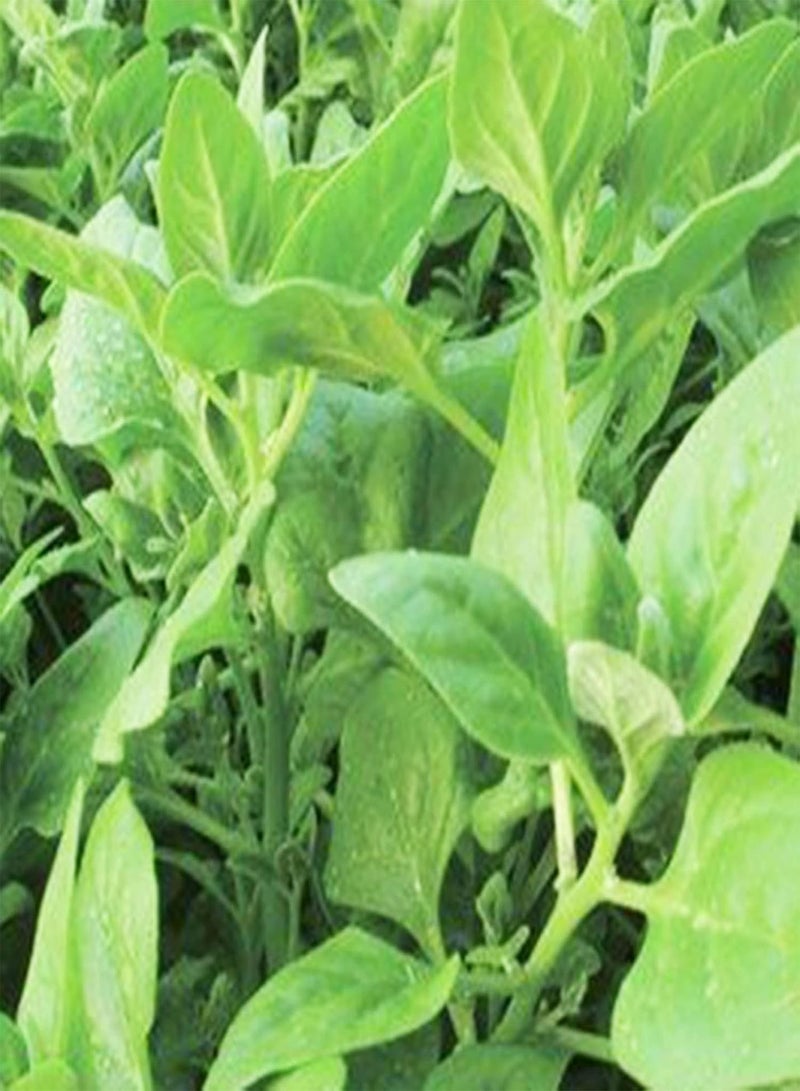 جي جوت بذور خضراوات للزراعة 50 قطعة/كيس بذور تيتراجونيا تيتراجونيوديس، بذور طبيعية صالحة للأكل، شتلات خضراوات سنوية صحية من السبانخ النيوزيلندية للحدائق - Image 5