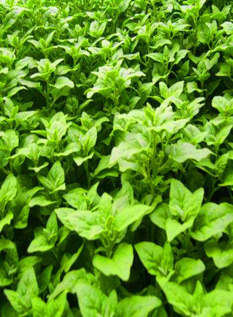 جي جوت بذور خضراوات للزراعة 50 قطعة/كيس بذور تيتراجونيا تيتراجونيوديس، بذور طبيعية صالحة للأكل، شتلات خضراوات سنوية صحية من السبانخ النيوزيلندية للحدائق - Image 4