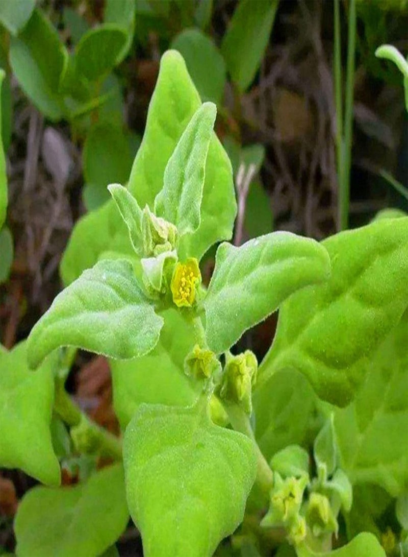 جي جوت بذور خضراوات للزراعة 50 قطعة/كيس بذور تيتراجونيا تيتراجونيوديس، بذور طبيعية صالحة للأكل، شتلات خضراوات سنوية صحية من السبانخ النيوزيلندية للحدائق - Image 2