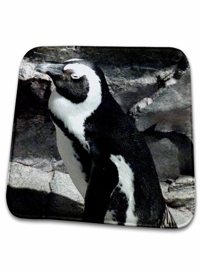 3dRose - Big penguin napping at the Boston Aquarium - Dish Drying Mat - (ddm-59212-1) - Image 1