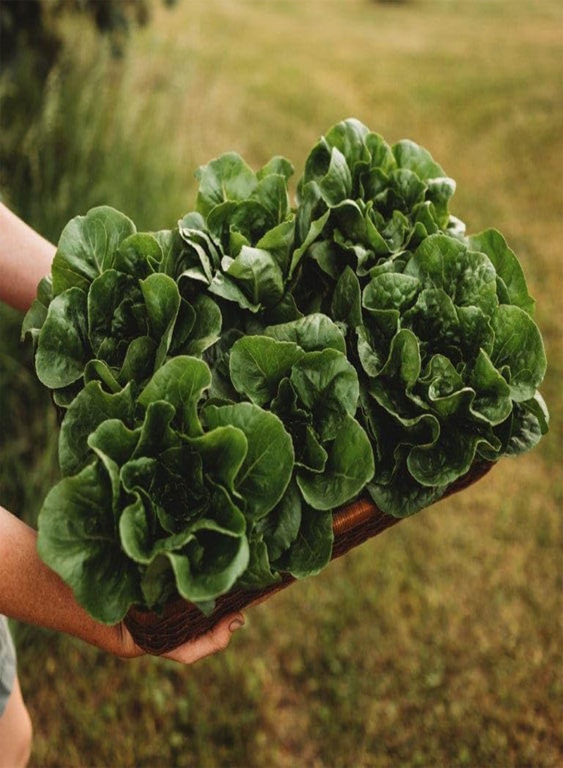 GGOOT Winter Density Bibb Romaine Lettuce - 250 Seeds - Cold-Tolerant Lettuce, Great for Cold Frames & Growing Indoors, Non-GMO Heirloom Lettuce Seeds for Planting in The Home Garden, Th - Image 3