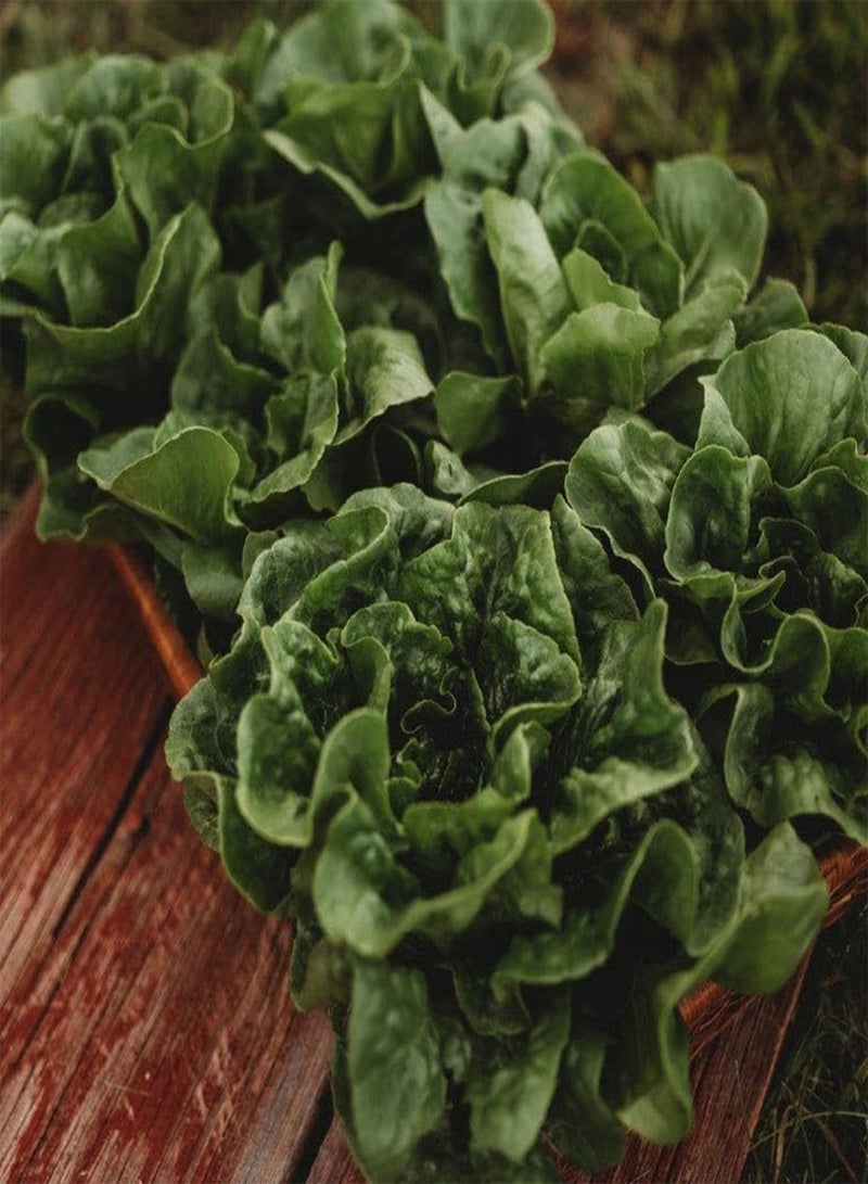 GGOOT Winter Density Bibb Romaine Lettuce - 250 Seeds - Cold-Tolerant Lettuce, Great for Cold Frames & Growing Indoors, Non-GMO Heirloom Lettuce Seeds for Planting in The Home Garden, Th - Image 1