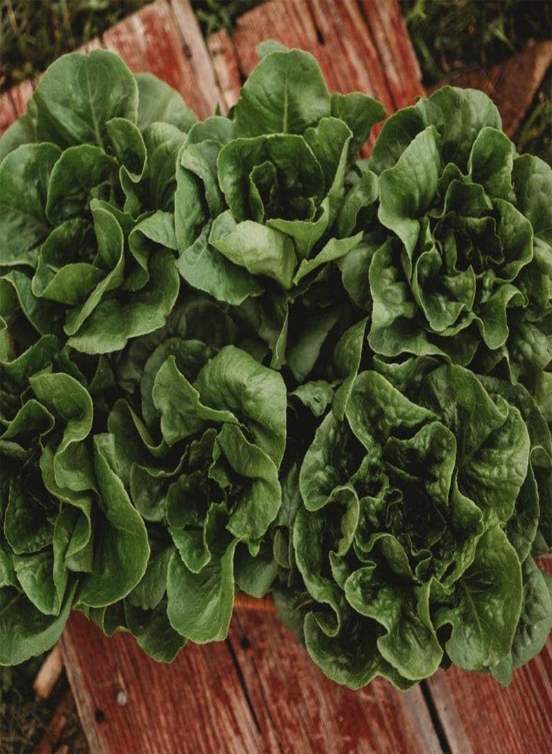 GGOOT Winter Density Bibb Romaine Lettuce - 250 Seeds - Cold-Tolerant Lettuce, Great for Cold Frames & Growing Indoors, Non-GMO Heirloom Lettuce Seeds for Planting in The Home Garden, Th - Image 2