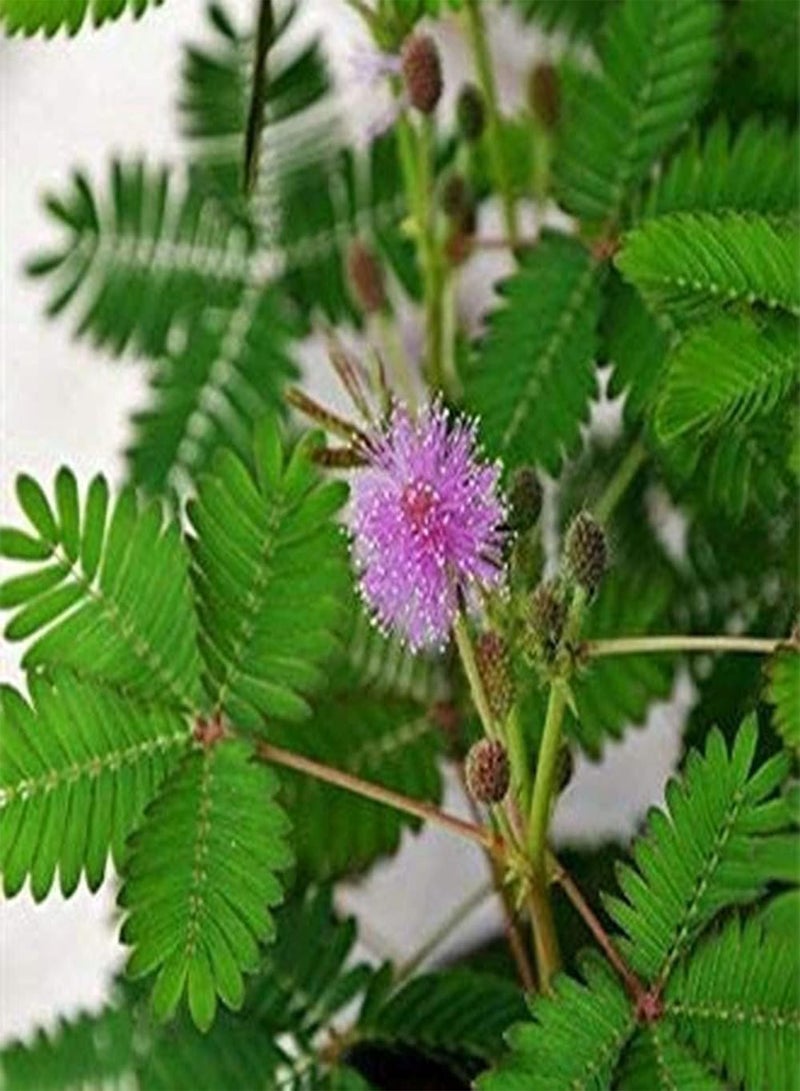 GGOOT 50Pcs Mimosa Seeds Pink Flowers Beautiful Garden Decoration Create Unique Artistic Landscape Suitable for Beginners and Novice Gardeners - Image 2