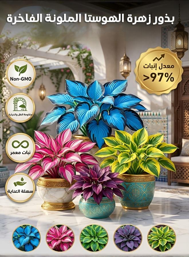 Mixed Hosta Seeds 1000 Pcs Purple Red Ornamental Leaves Cold Resistant Easy Grow Garden Balcony Decor Flowers - Image 3