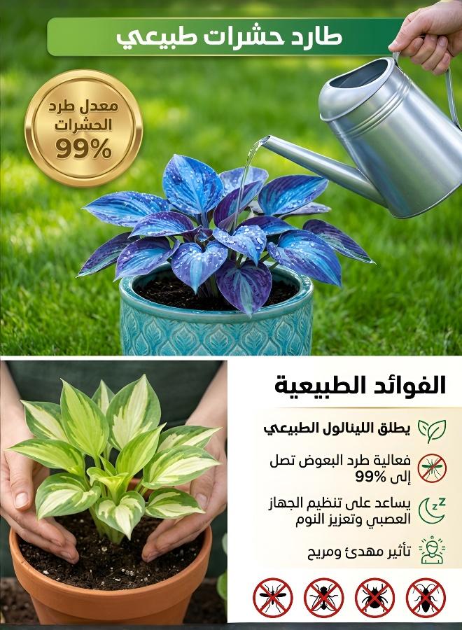Mixed Hosta Seeds 1000 Pcs Purple Red Ornamental Leaves Cold Resistant Easy Grow Garden Balcony Decor Flowers - Image 5