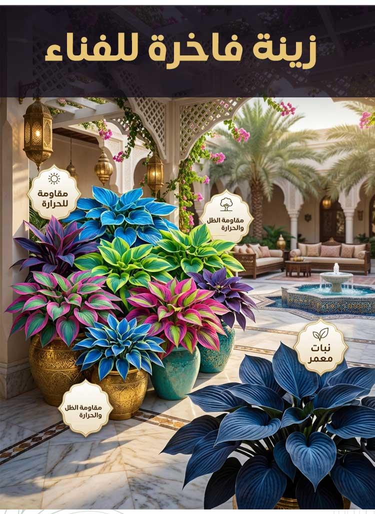Mixed Hosta Seeds 1000 Pcs Purple Red Ornamental Leaves Cold Resistant Easy Grow Garden Balcony Decor Flowers - Image 1