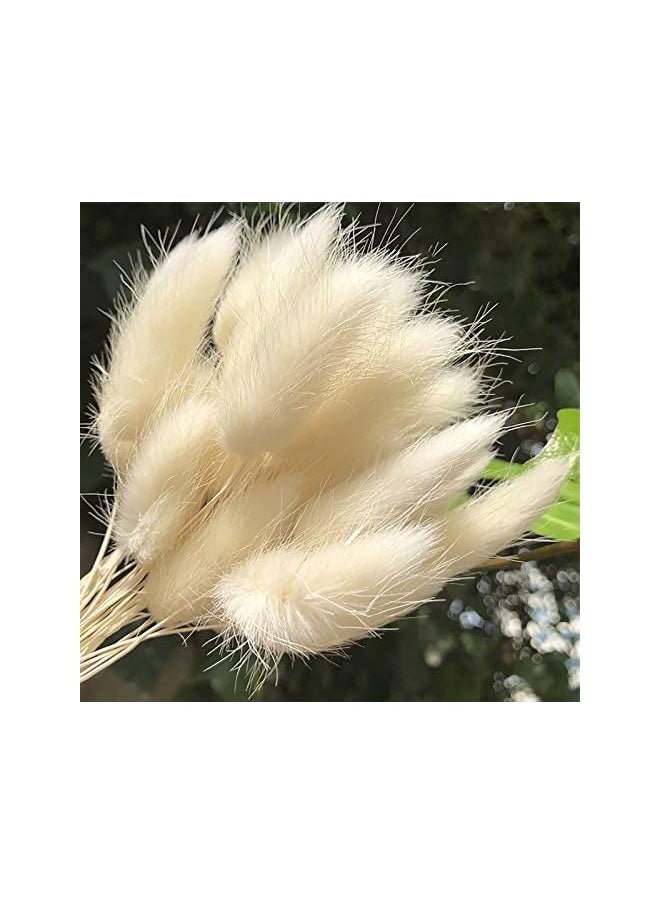 erorex Natural Dried Bunny Tail Grass - 110~120 Stems Rabbit Tail Grass, Lagurus Ovatus for Boho Decor, Dried Pampas Grass Flower Arrangements Wedding Home Kitchen Office Decor (White)  - Image 5