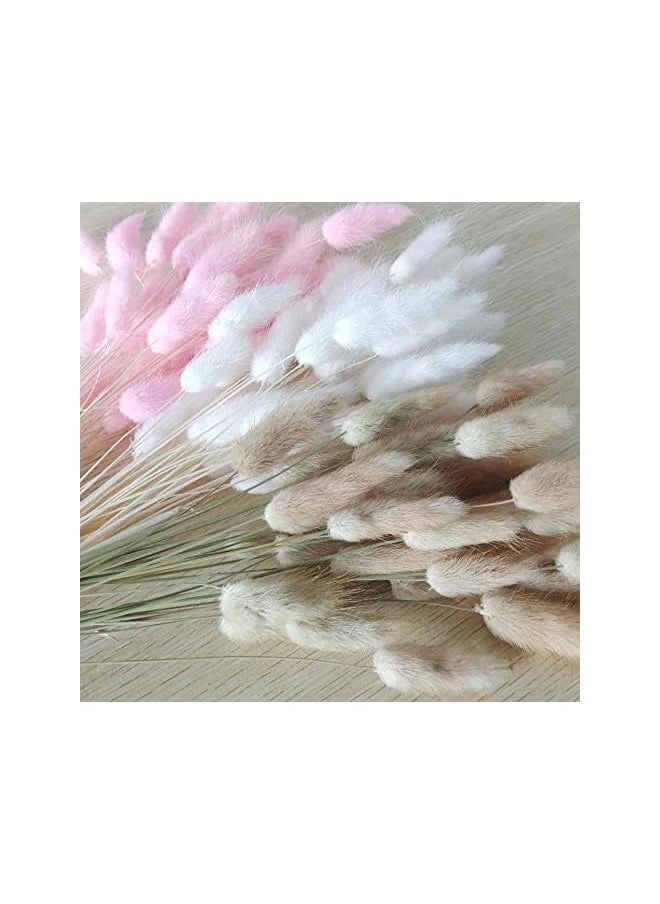 erorex Natural Dried Bunny Tail Grass - 110~120 Stems Rabbit Tail Grass, Lagurus Ovatus for Boho Decor, Dried Pampas Grass Flower Arrangements Wedding Home Kitchen Office Decor (White)  - Image 3