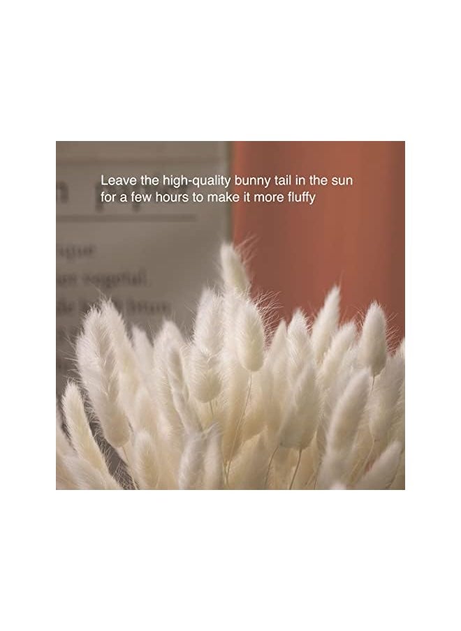 erorex Natural Dried Bunny Tail Grass - 110~120 Stems Rabbit Tail Grass, Lagurus Ovatus for Boho Decor, Dried Pampas Grass Flower Arrangements Wedding Home Kitchen Office Decor (White)  - Image 2