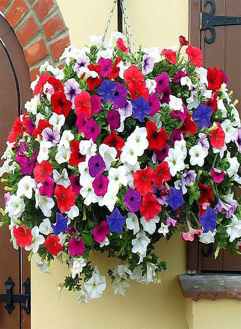 GGOOT Petunia Nana Compacta Mixed - Petunia Nana compacta Flower Seeds, Dwarf Mixed Petunia Home Garden Planting by Heavy Torch, 50 Seeds - Image 5