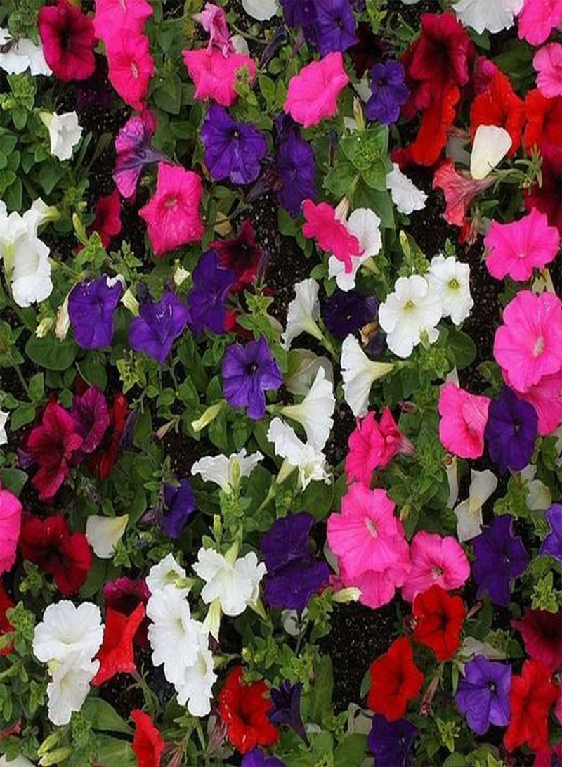 GGOOT Petunia Nana Compacta Mixed - Petunia Nana compacta Flower Seeds, Dwarf Mixed Petunia Home Garden Planting by Heavy Torch, 50 Seeds - Image 4