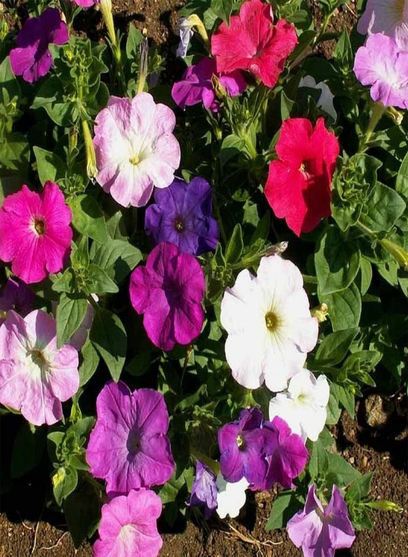 GGOOT Petunia Nana Compacta Mixed - Petunia Nana compacta Flower Seeds, Dwarf Mixed Petunia Home Garden Planting by Heavy Torch, 50 Seeds - Image 3