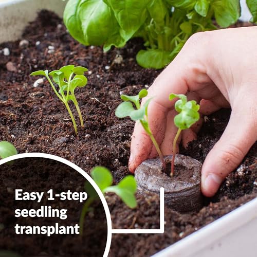 Jiffy Plant Starter Pellets - Compact Organic Seedling Peat Pellets Refill - 42mm, 5 Pack, Peat Soil - Image 5
