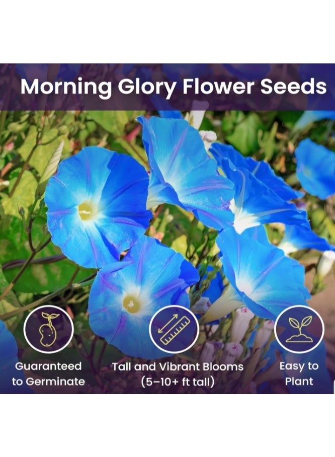 50 PCS Climbing Morning Glory Seeds for Planting  Heavenly Blue Climbing Vine Flower Seed Fast Growing - Image 2