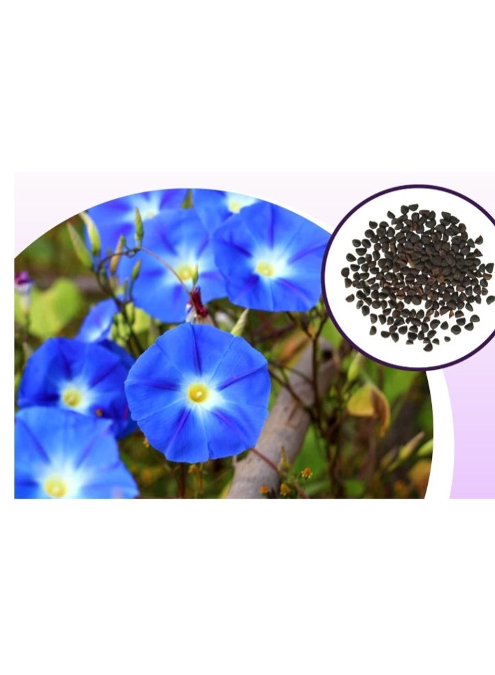 50 PCS Climbing Morning Glory Seeds for Planting  Heavenly Blue Climbing Vine Flower Seed Fast Growing - Image 3