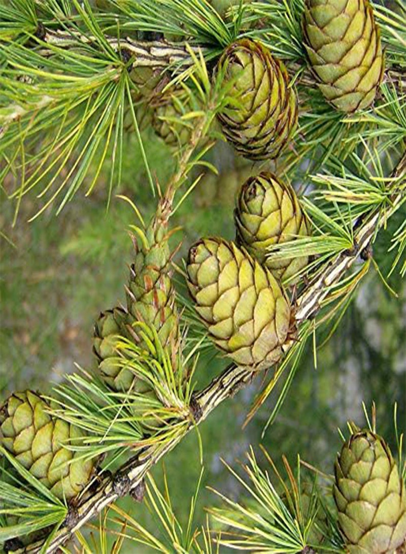 GGOOT 15 Seeds Larix Decidua Tree Seeds - Image 1