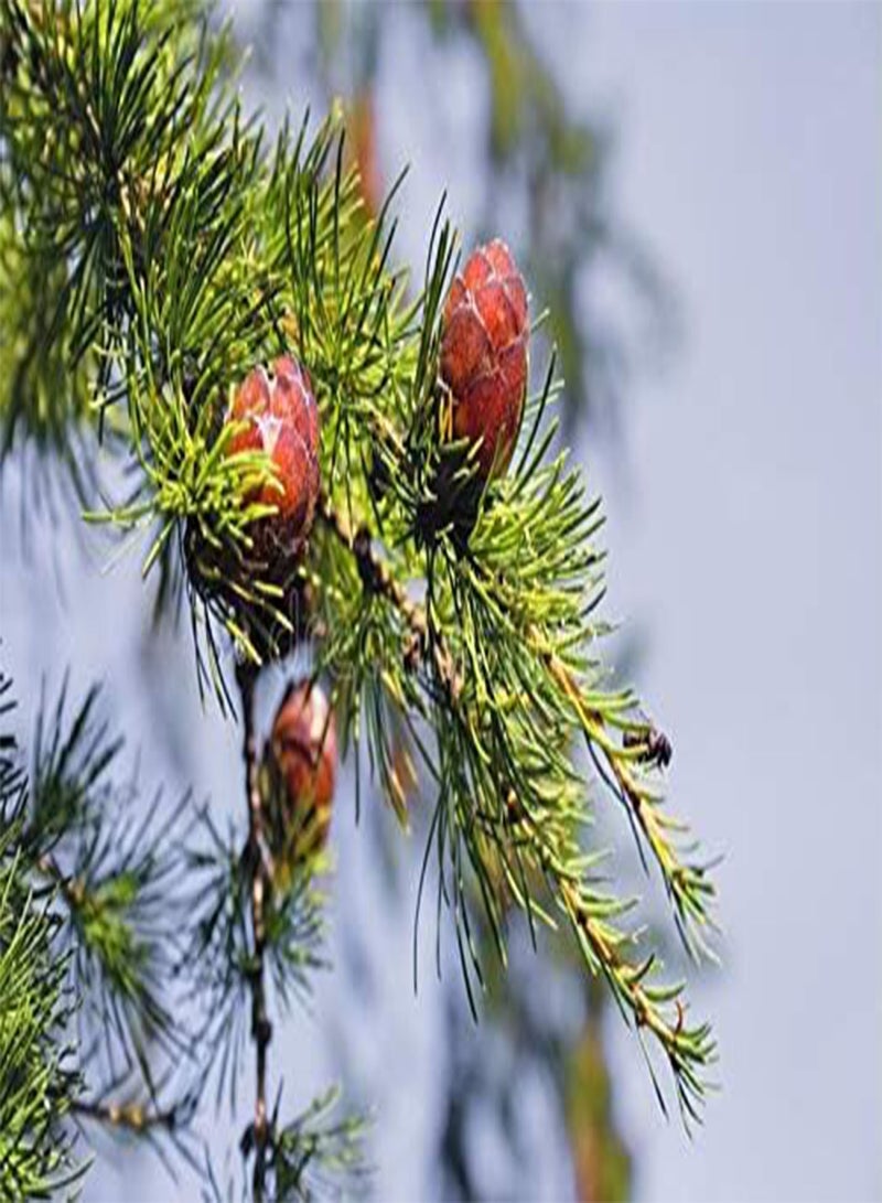 GGOOT 15 Seeds Larix Decidua Tree Seeds - Image 3