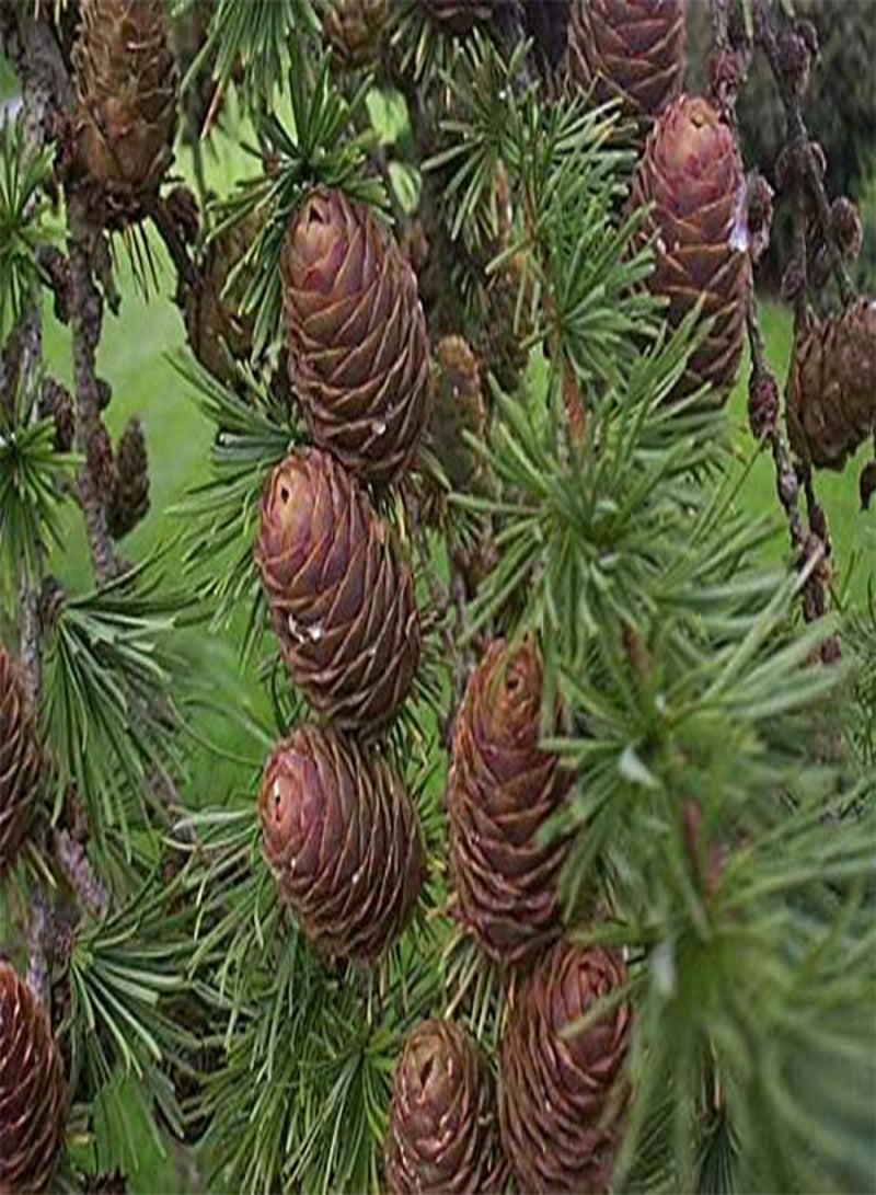 GGOOT 15 Seeds Larix Decidua Tree Seeds - Image 2
