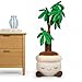Russ Greenhouse 4 Feet Tall Money Tree Plush Ultrasoft Official Jazwares Plush Ages 3 - Image 2