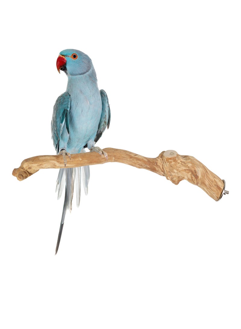 CHEWY BEAK Birds Stand Java wood Medium Parrots Ringed Rose Mini Macaw Rosella Wooden Perch Natural Indonesian Wooden Tree branch Cage Accessories stick - Image 1
