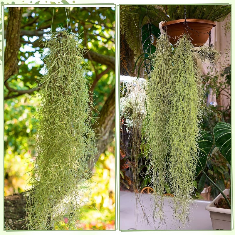 Giegxin 12 Pack Spanish Moss 41" Succulents Faux Moss Artificial Succulent Plants Fake Vines Hanging Plants for Potted Artificial Hanging Garland for Halloween Indoor Outdoor (Grayish Green) - Image 3