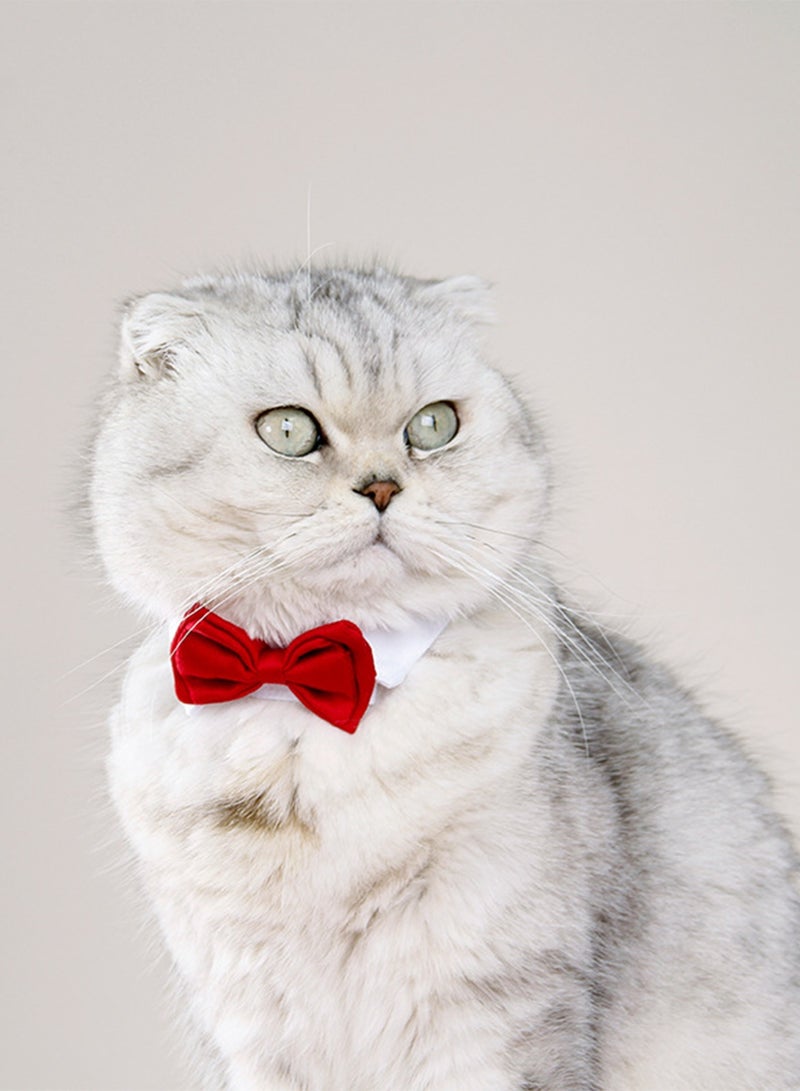 Pet Bow Tie Collar for Cats & Dogs, Black, L - Image 4